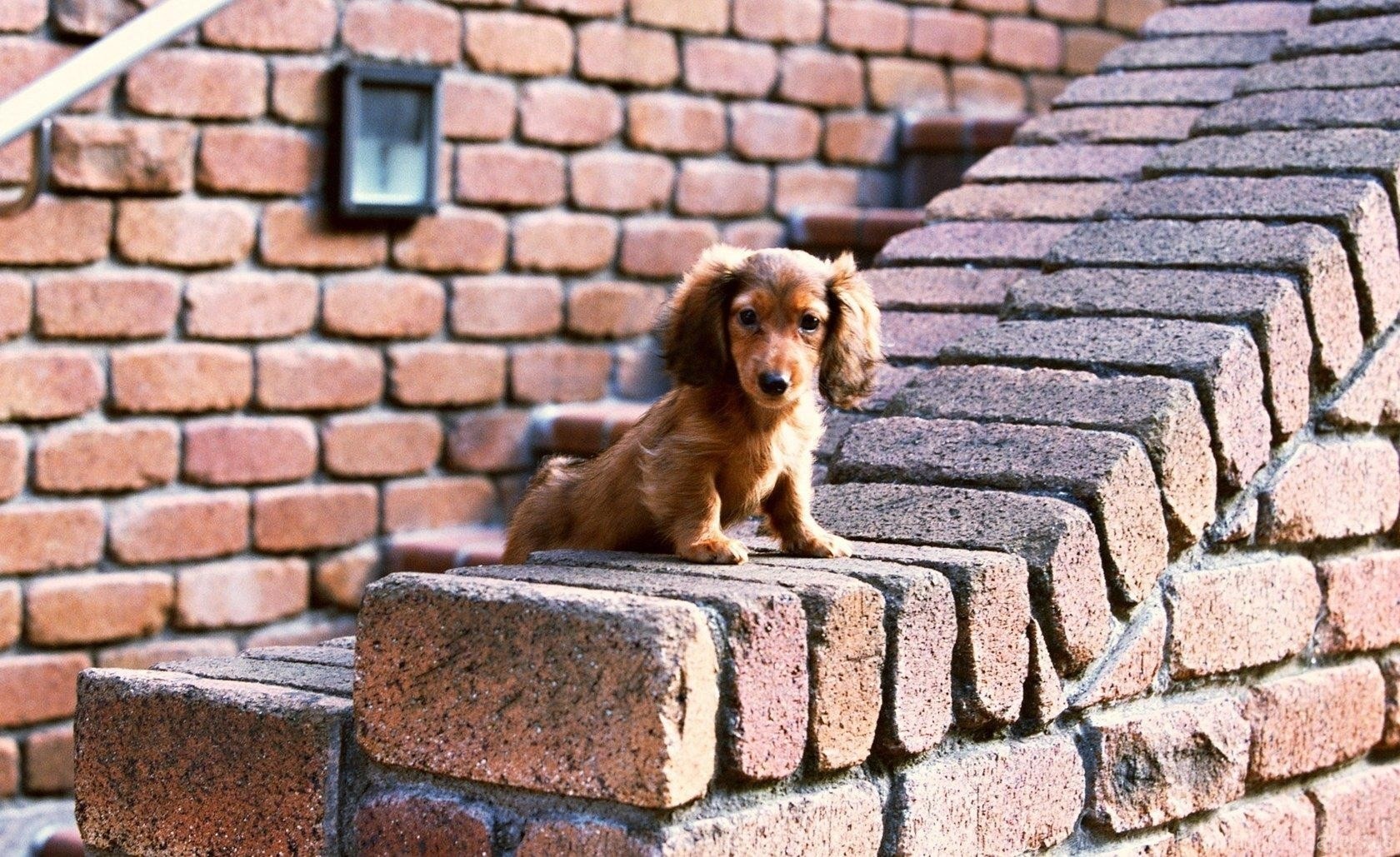 toppng.com-bricks-ears-puppy-sit-wallpaper-1680x1029